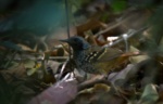 Scalloped Antbird